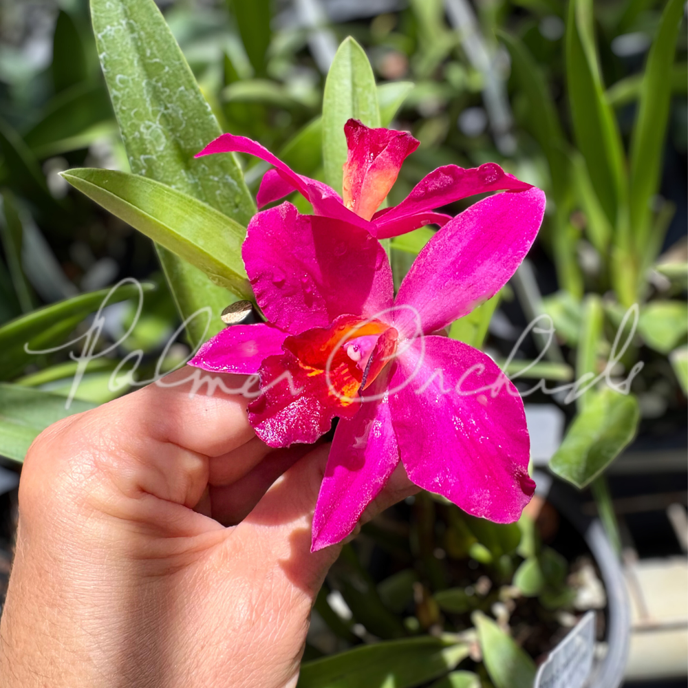 JFlowers (ジェイフラワー)　プレイキュー　ラジアル Rlc.+Paradise+Rose+‘My+